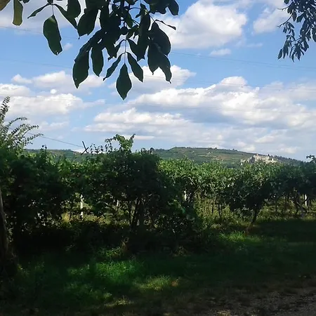 Al Vigneto