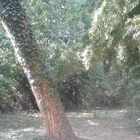 Al Vigneto